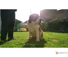 Bernardinci dugodlaki