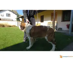 Bernardinci dugodlaki - 6