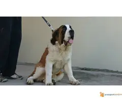 Bernardinci dugodlaki - 7