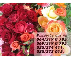 Najveći izbor sorti ruža u Srbiji